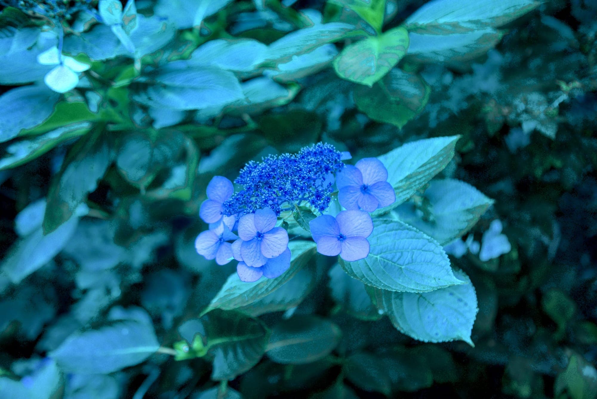 Japan 5939